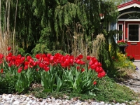 34479RoCrLeShRe - Photgraphing the neighbours' tulips.JPG